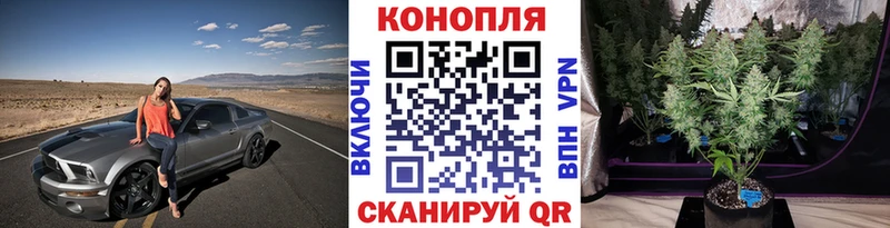 Шишки марихуана Amnesia Терек